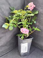 Роза флорибунда Леонардо да Винчи 