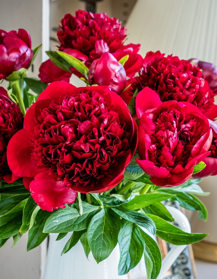 

Пион травянистый Ред Шарм