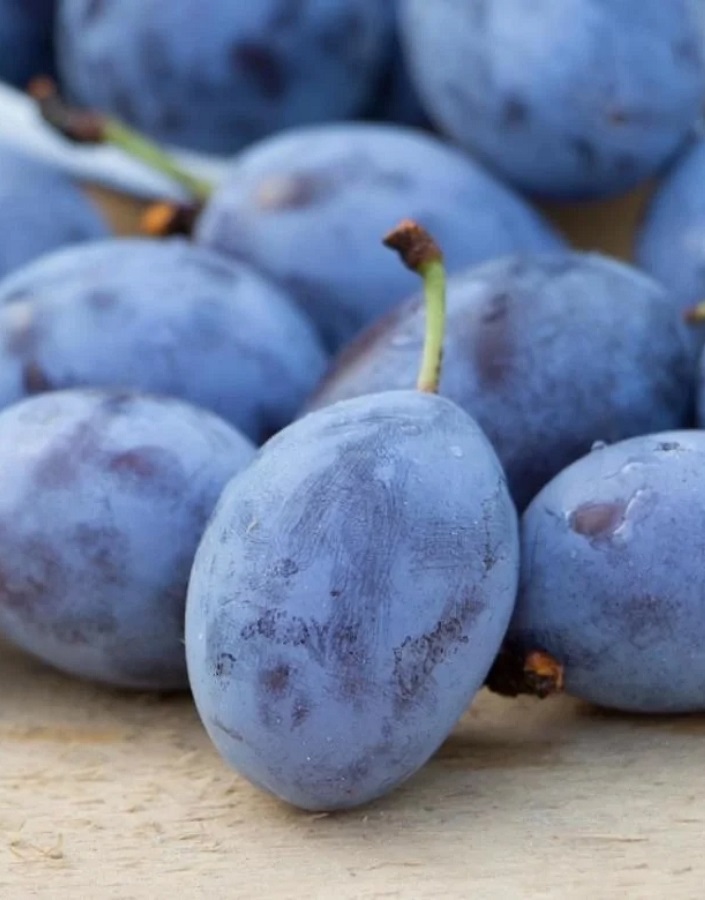 

Слива Чернослив Хакасский