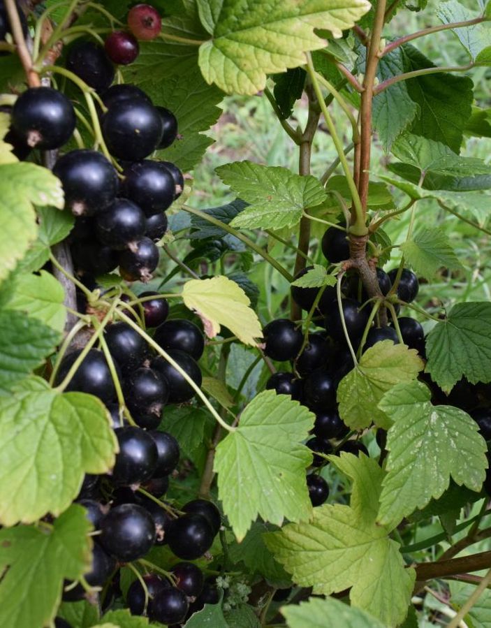 

Смородина черная Орловский вальс