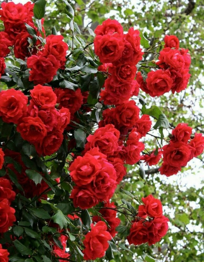 

Роза плетистая Гримпан Кримсон Глори