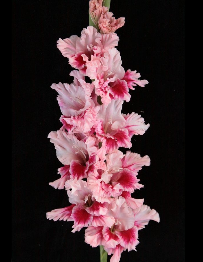 

Гладиолус Дверь в Лето