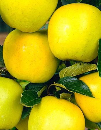 

Яблоня Чудное