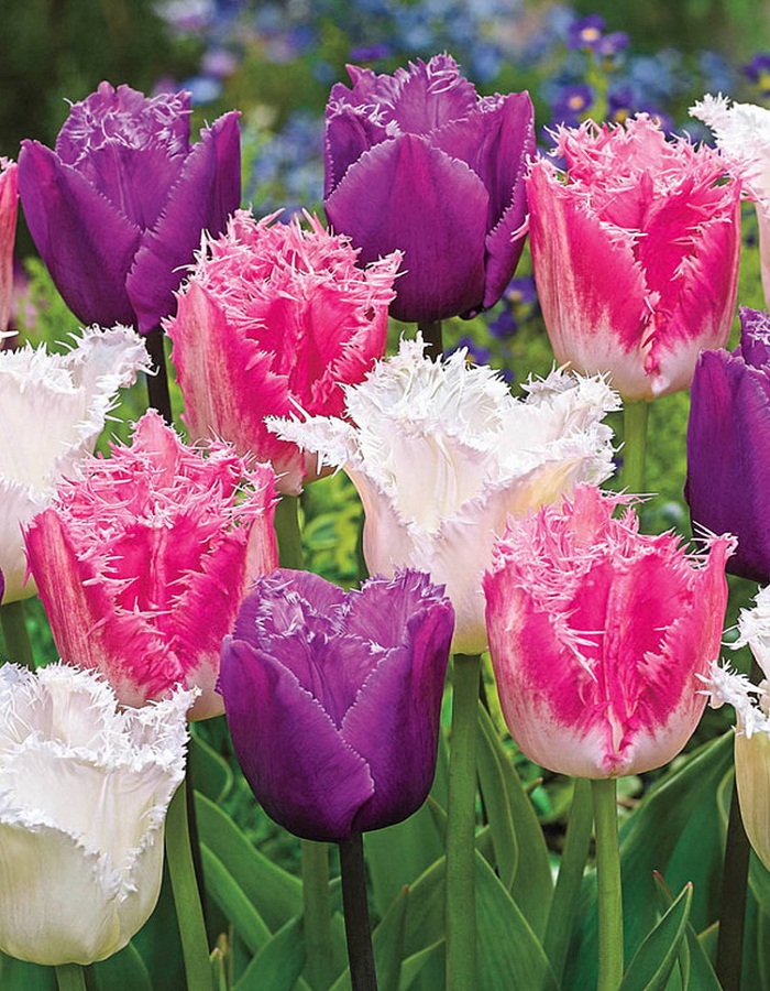Набор Тюльпаны бахромчатые 9 шт набор белые тюльпаны нарцисс 38 шт