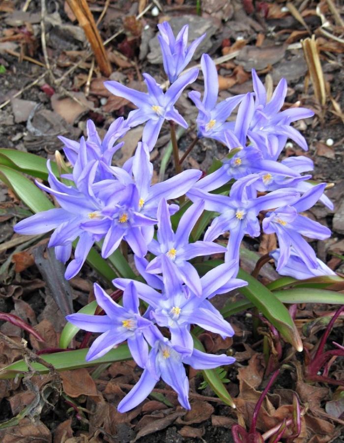 

Хионодокса Люцилии