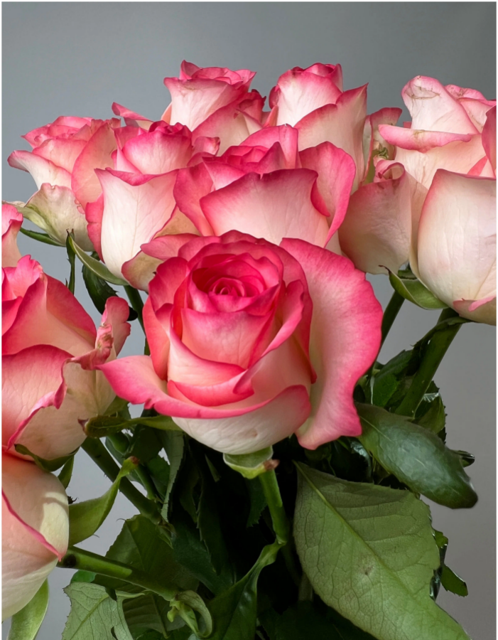 Роза чайно-гибридная Джумилия 1шт роза чайно гибридная агрофирма поиск сорт паскаль