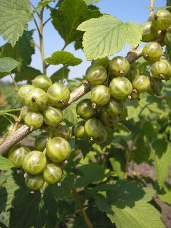 

Смородина черная Снежная королева (зеленоплодная)