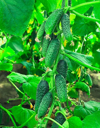 Огурец Хит сезона F1 0,25 гр цв.п.