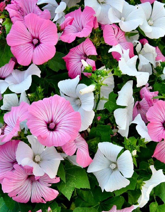 

Лаватера Смесь окрасок (УД) 0,2 гр цв п