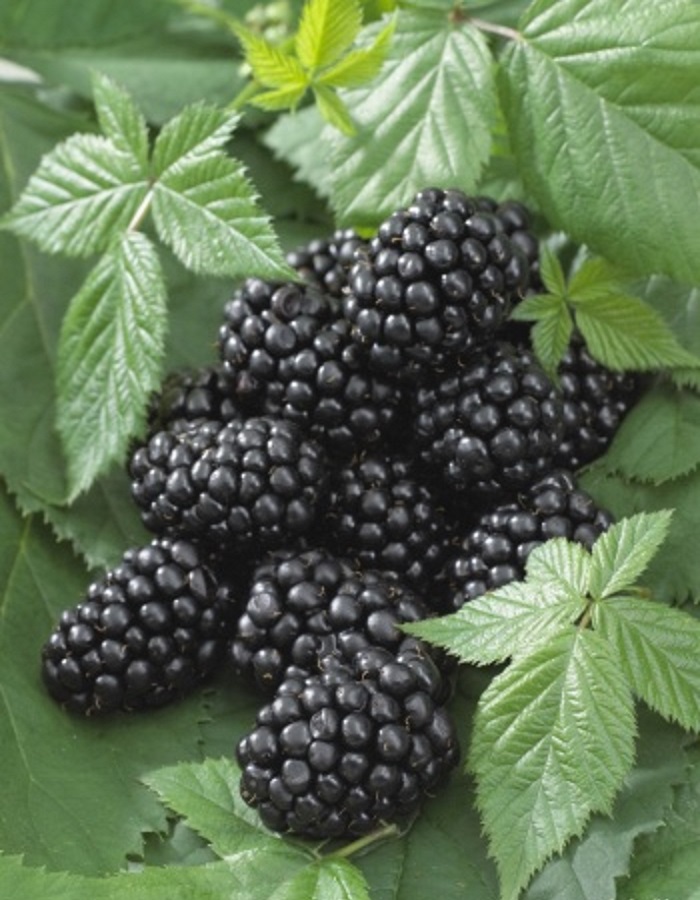 

Ежевика Блэк Сатин