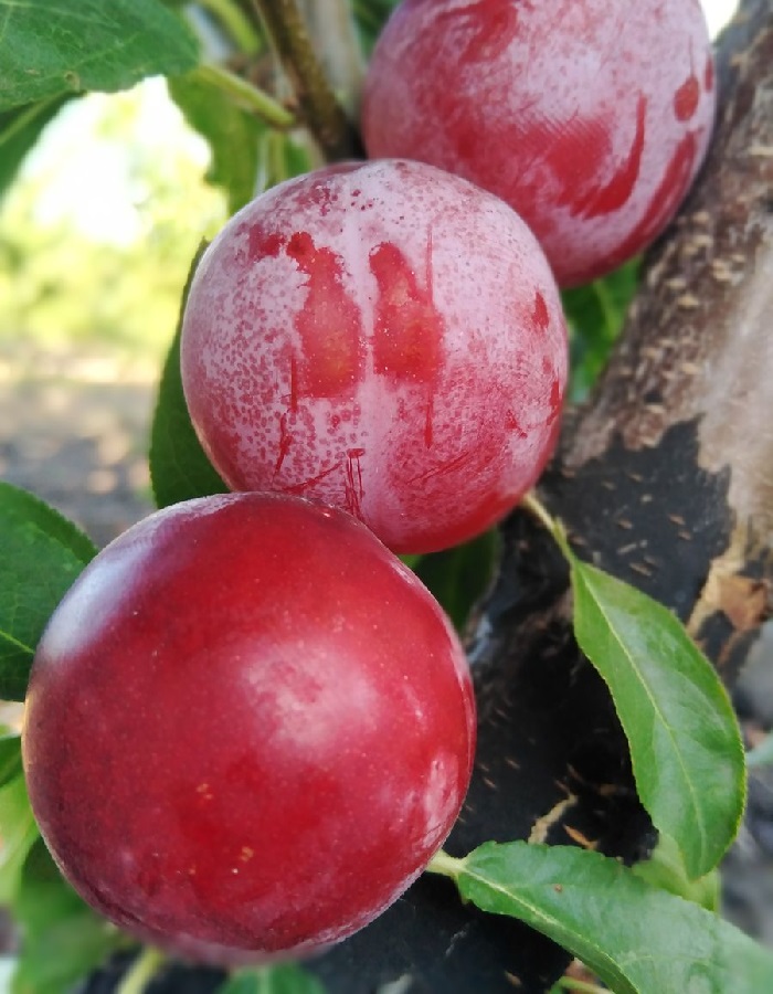 

Слива Ксения