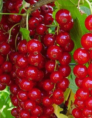 

Смородина красная Ненаглядная (Ribes rubrum) 1 шт ОКС