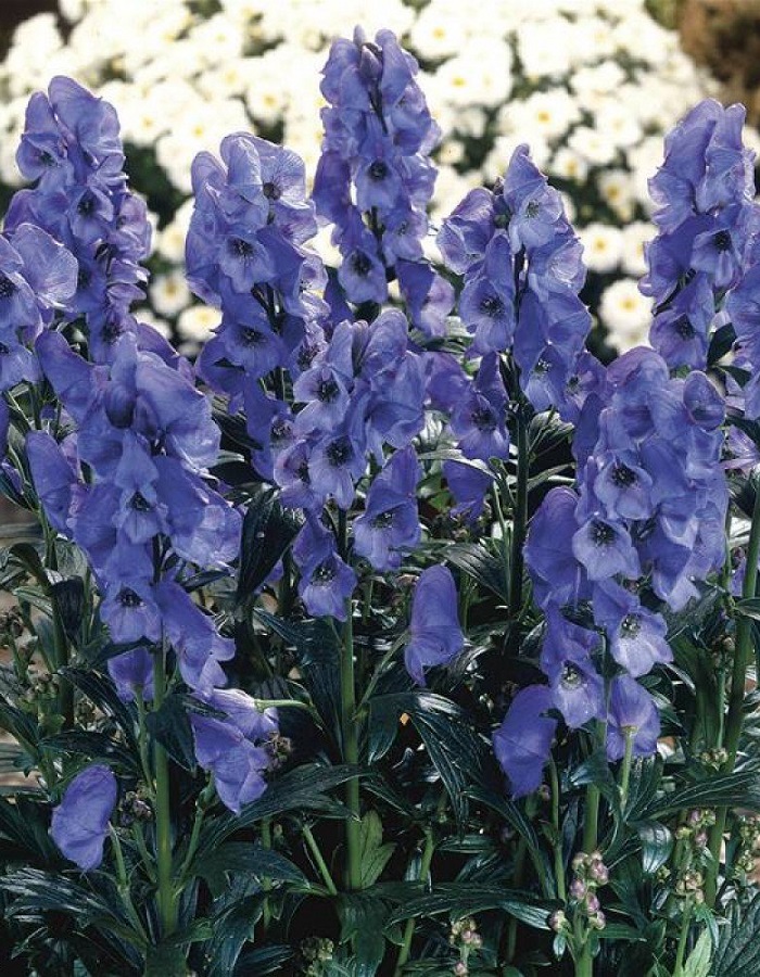 

Борец Кармихеля Арендса