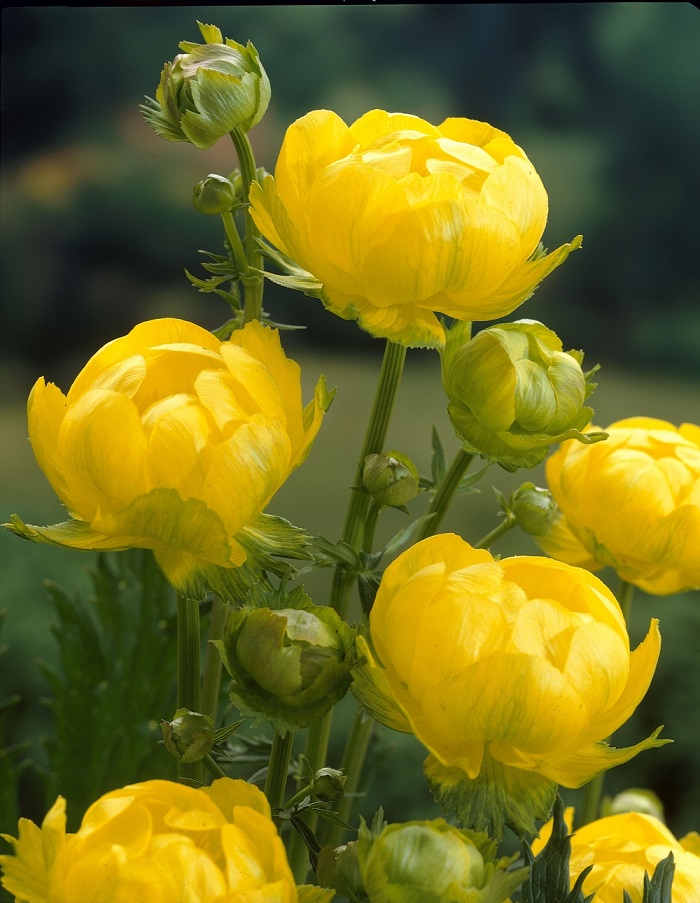 

Купальница узколепестная