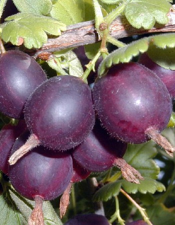 Крыжовник Грушенька 