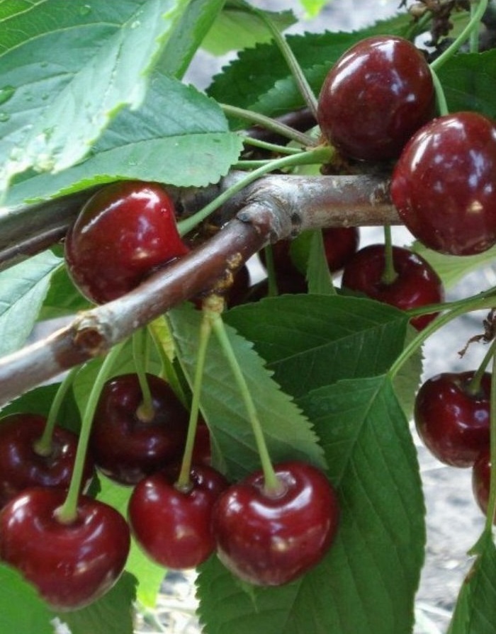 

Черешня Витязь