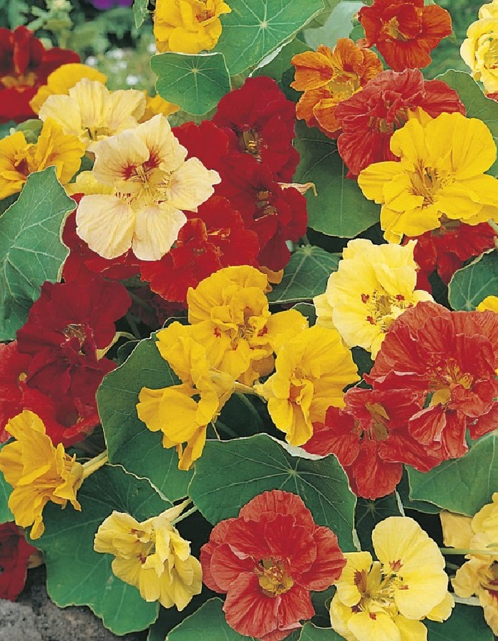 

Настурция Глянец 1 гр