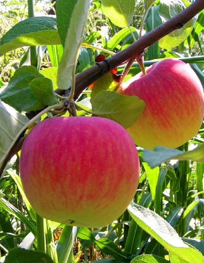 

Яблоня Медуница