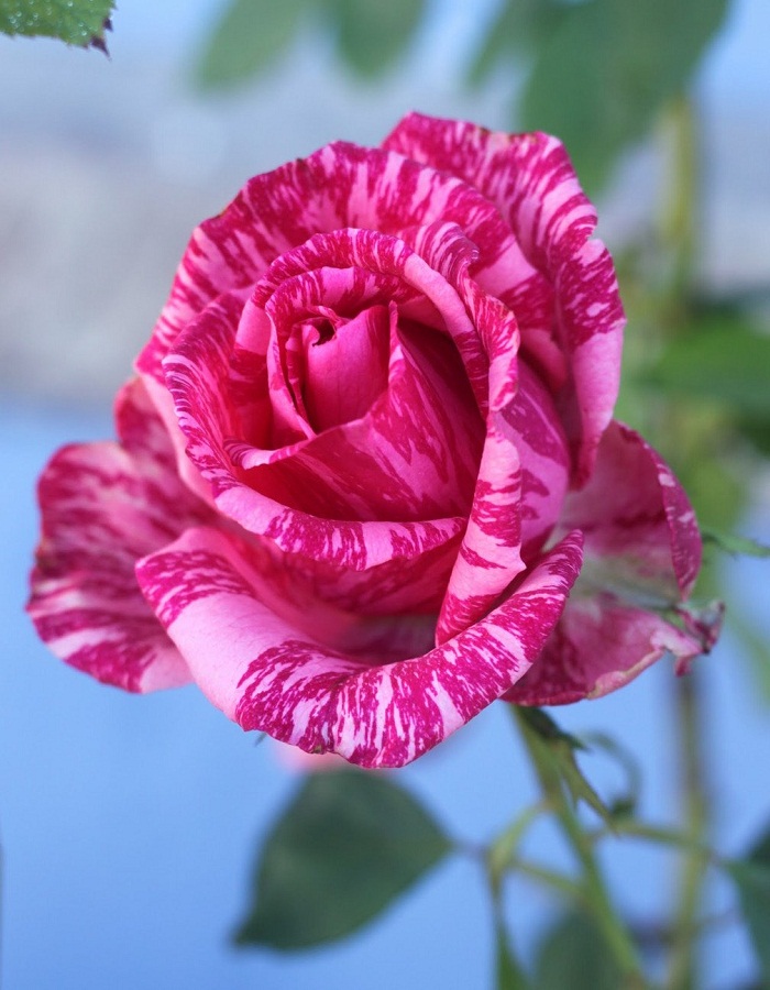 Роза чайно-гибридная Пинк Интуишен 1 шт 
