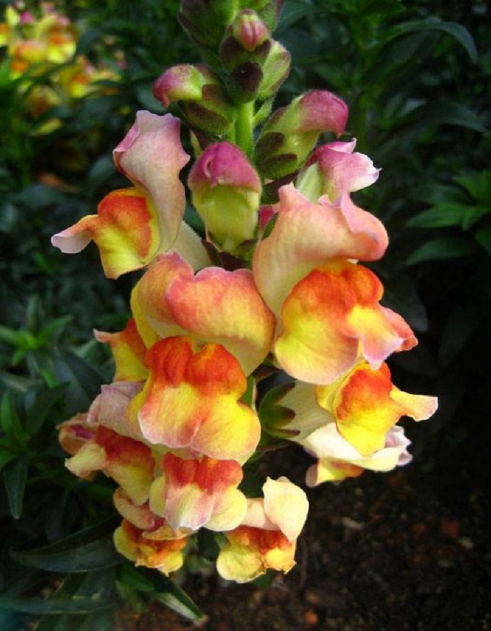 

Львиный зев Снэпшот Сансет (PanAmerican Seed) 50 шт