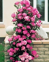 Роза плетистая Хендель