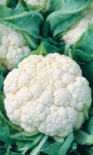 Капуста цветная Гудман F1 (УД) 12 шт. цв.п.