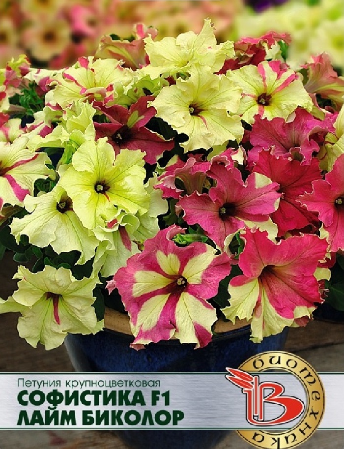 

Петуния Софистика F1 Лайм Биколор 6 шт