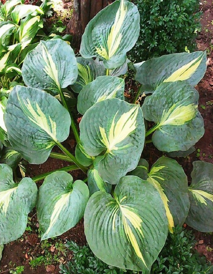 

Хоста Дрим Вивз ASF