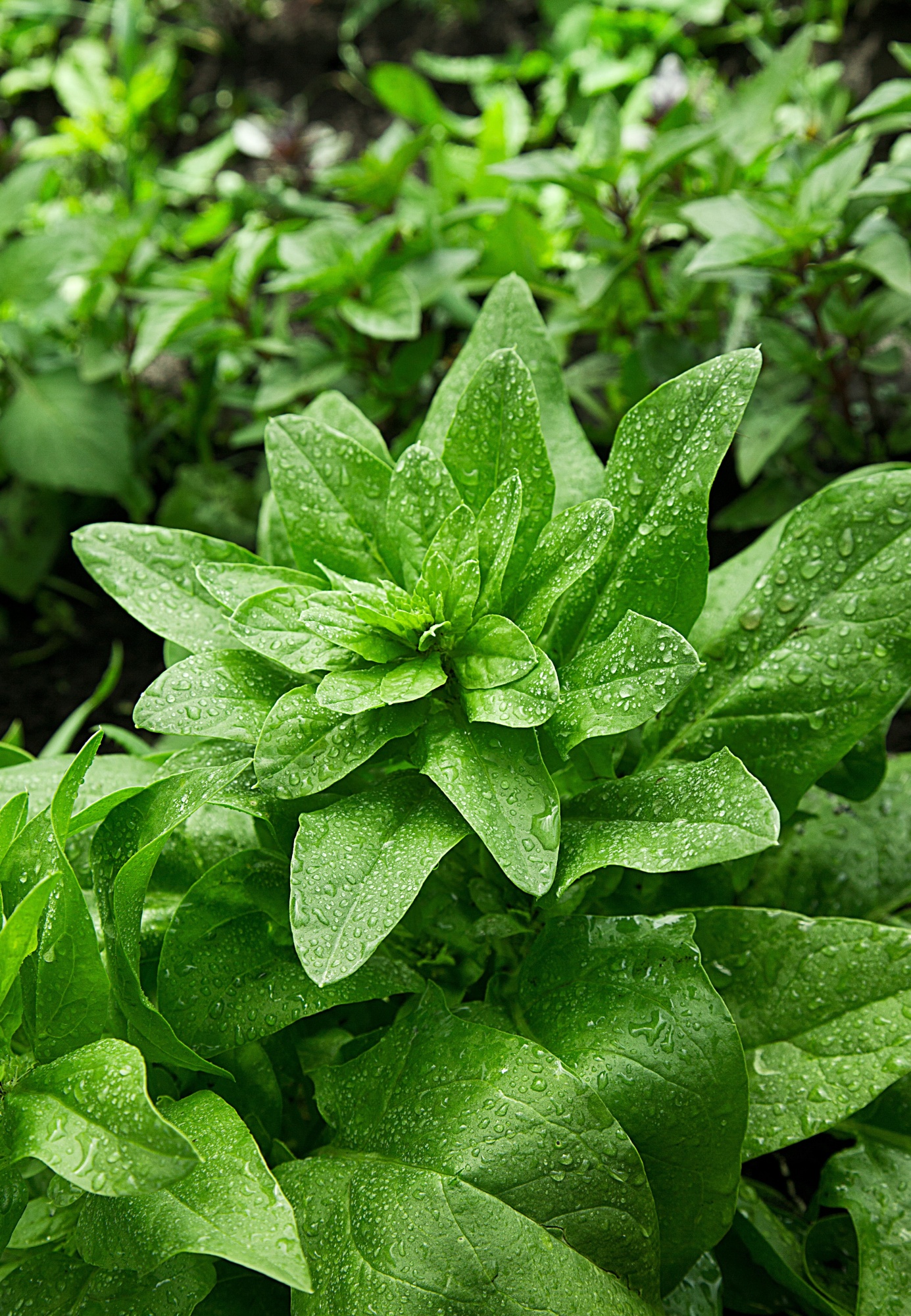 

Шпинат Жирнолистный 10 гр цв.п (Сортсемовощ)