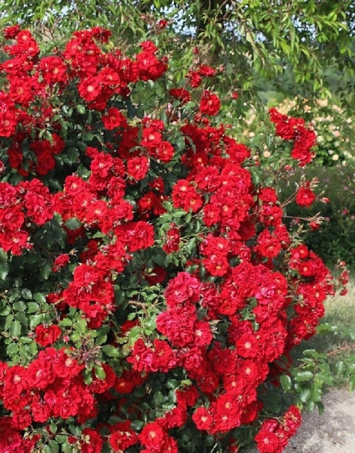 

Роза кустовая Ротер Корсар