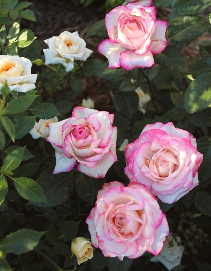 Роза чайно-гибридная Бидермейер Гарден 1 шт - Розы, Чайно-гибридные, арт: 11174