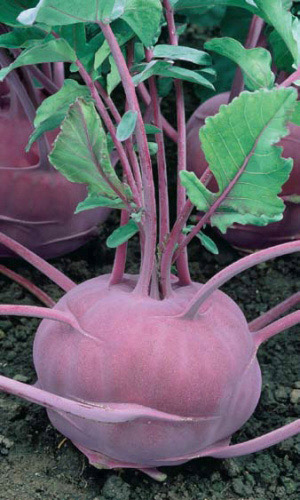 Капуста кольраби Мадонна (УД) 0,25 гр цв.п.