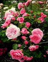 Роза флорибунда Баронесса