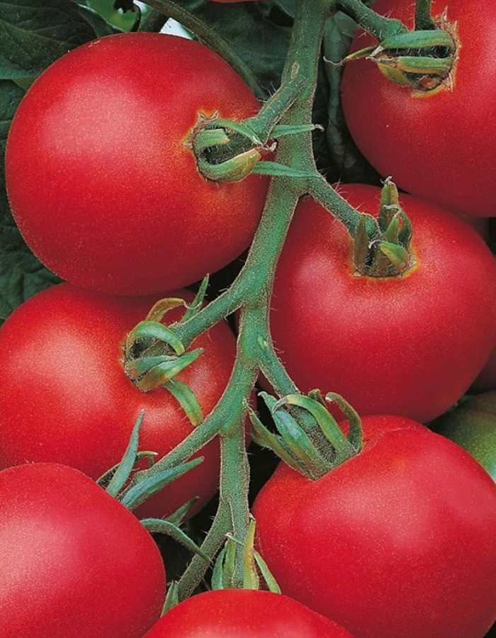 Томат Толстой F1 (УД) 10 шт цв.п томат красная звезда f1 индет ранн уд 10 пачек семян
