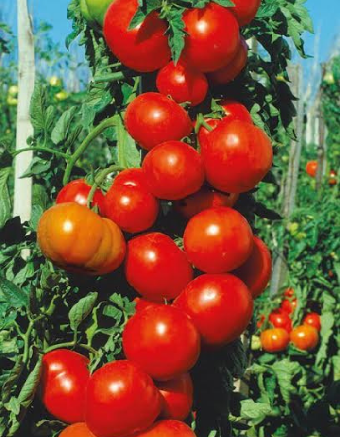 Томат Спасская Башня F1 (УД) 10 шт цв.п семена томат сердцевидный оранжевый f1 10 шт