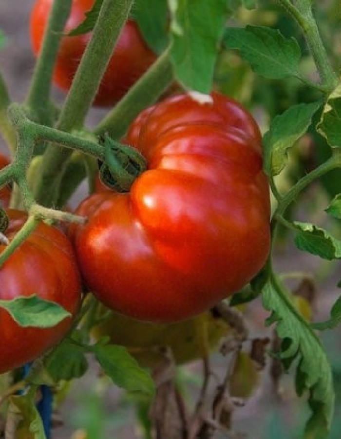 Томат Гордость Сибири УД 20 шт цв.п (Симбиоз) семена томат гордость сибири 20 шт