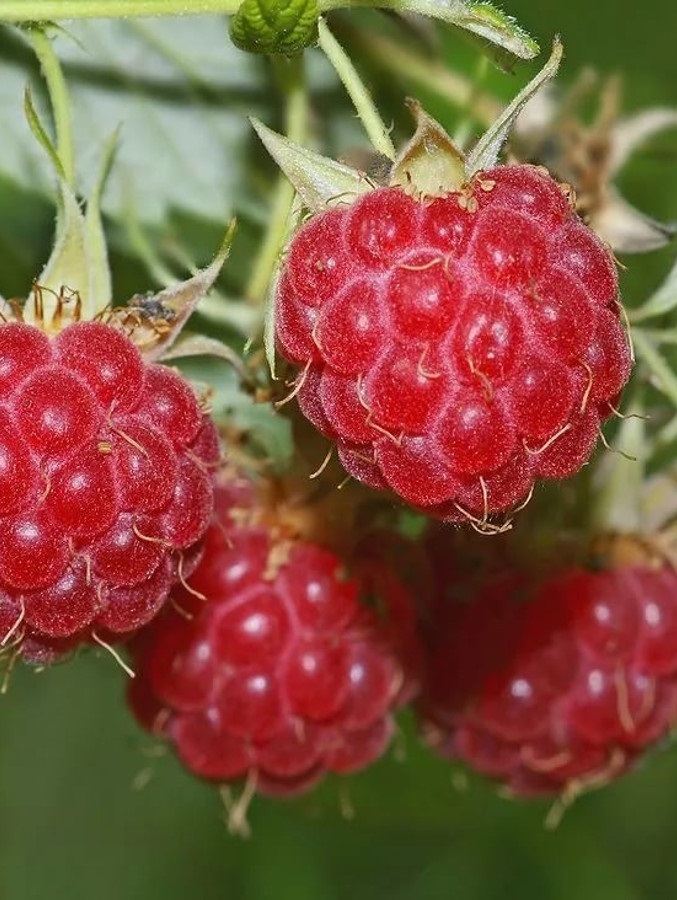 

Малиново Поляничный Гибрид