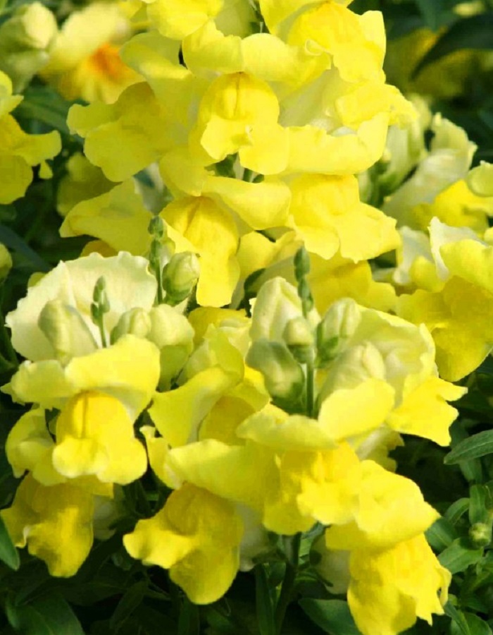 

Львиный зев Флорал Шауэрс Еллоу (Sakata) 50шт