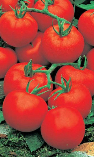 Томат Ультраскороспелый (УД) 20 шт цв п