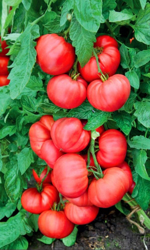 Томат Малиновый Восторг (УД) 20 шт цв.п