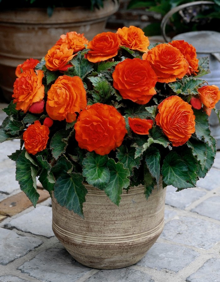 

Бегония махровая Оранжевая