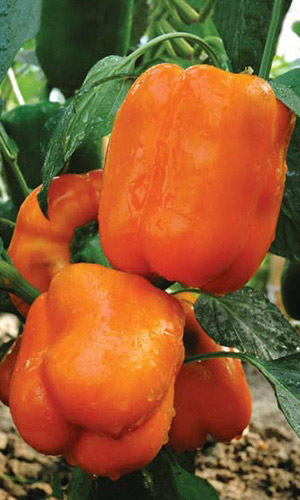 Перец сладкий Гигант Оранжевый F1(УД) 20 шт. цв.п.