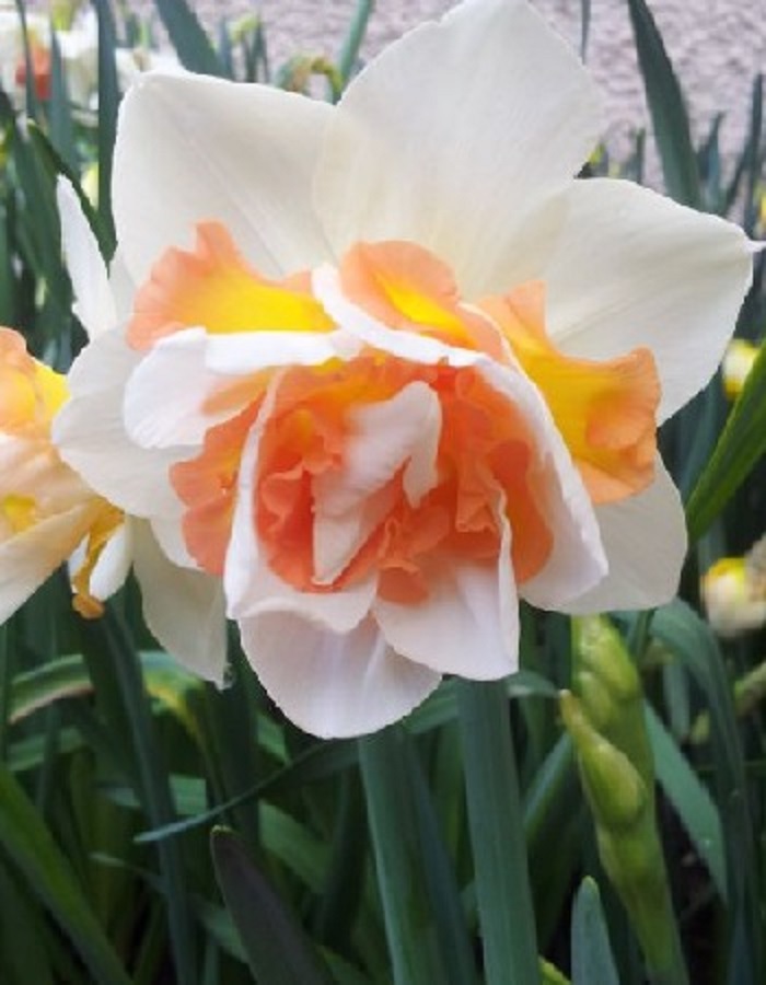 Нарцисс Реплит 1 уп.(2 шт.) 