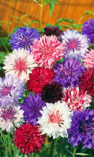 Василек Диво дивное (УД) 0,2 гр. цв.п