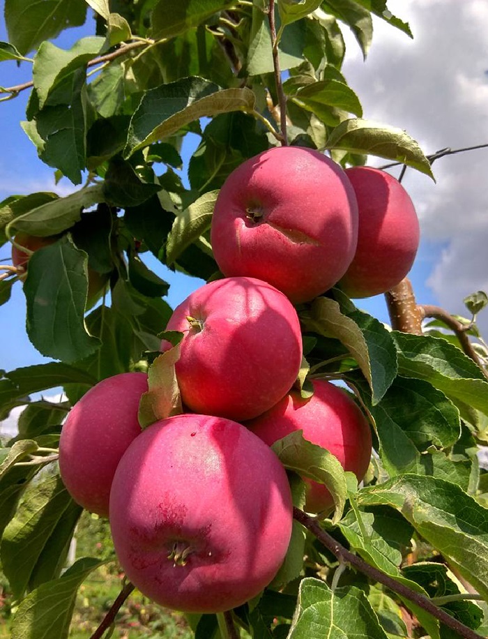 Купить яблоня Лойко 1 шт - Плодовые, Яблоня, арт: 15972 недорого в магазинев Чите, цена 2023
