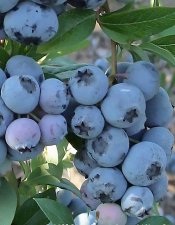 Голубика высокорослая Спартан