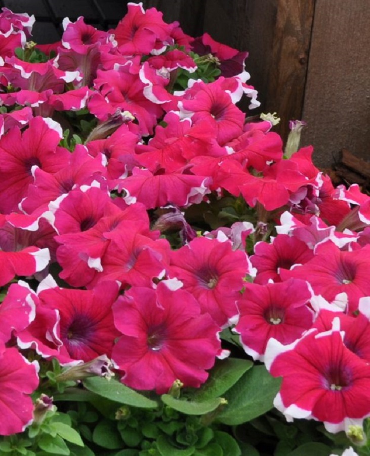 

Петуния грандифлора Дримс Роуз Пикоти F1 (PanAmerican Seed) 100др цв.п.