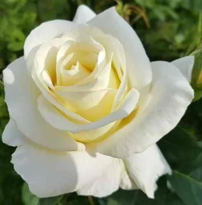 Роза чайно-гибридная Мондиаль 