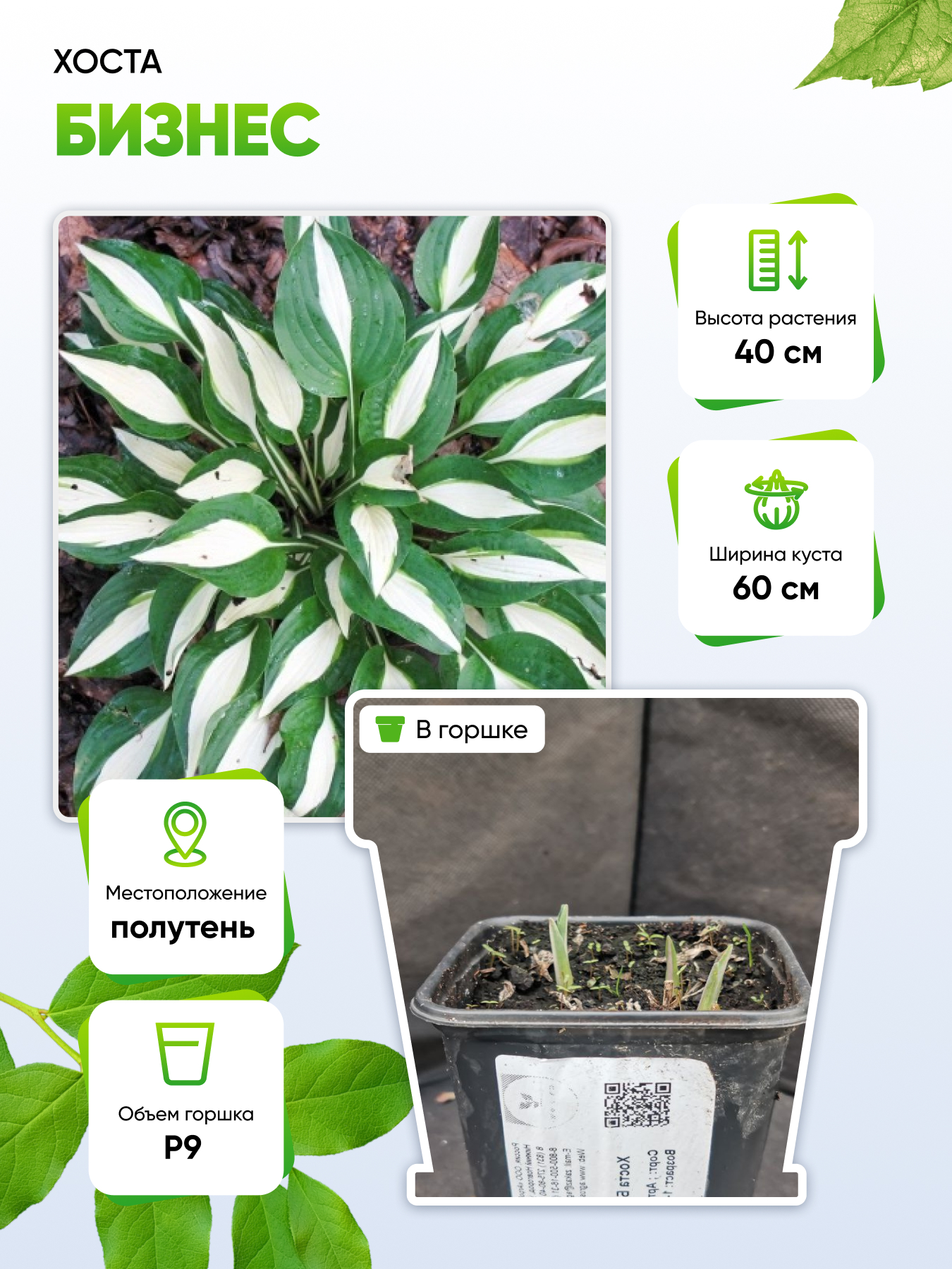 

Хоста Бизнес 1 шт Р9