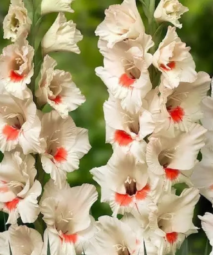 

Гладиолус Аякс 1 уп. (3 шт.).